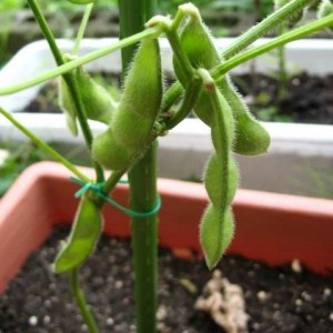 自分で枝豆を簡単に短期間で栽培｜必要な4つのもの｜おいしい茹で方のコツ